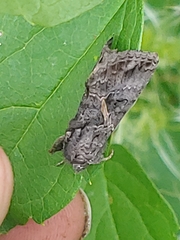 Ctenoplusia oxygramma