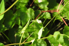 Persicaria sagittata