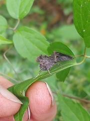Ctenoplusia oxygramma