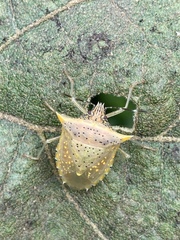 Arvelius albopunctatus