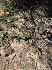 Ornithogalum maculatum