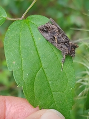 Ctenoplusia oxygramma