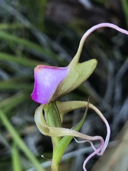 Disperis capensis capensis