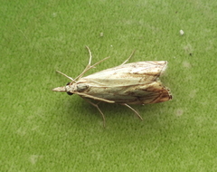 Catoptria falsella