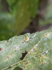 Celticecis spiniformis