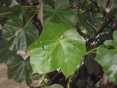 Sterculia urens
