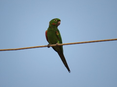 Psittacara leucophthalmus