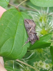 Ctenoplusia oxygramma