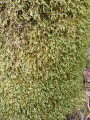 Homalia trichomanoides