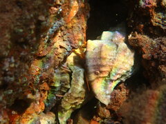 Clibanarius erythropus