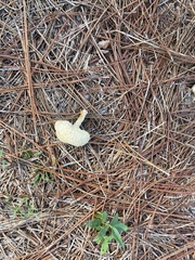 Amanita persicina