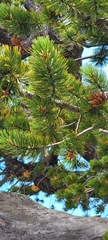 Pinus aristata