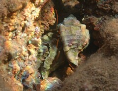 Clibanarius erythropus