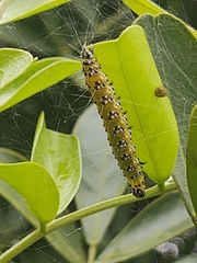 Uresiphita