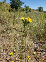 Grindelia ciliata