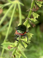 Rhyssocephala