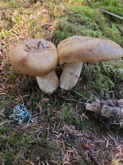 Russula cerolens