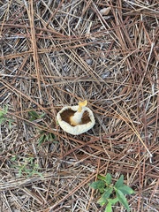Amanita persicina