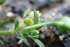 Sagina procumbens