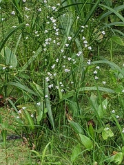 Alisma plantago-aquatica