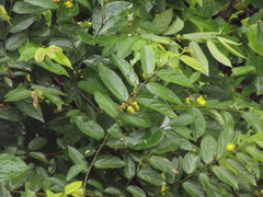 Grewia flavescens