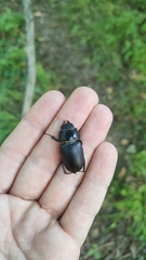 Lucanus cervus