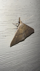 Renia discoloralis