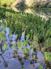 Myriophyllum aquaticum