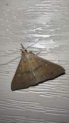 Renia discoloralis