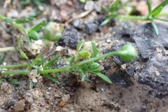 Sagina procumbens