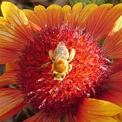 Apinae