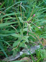 Epilobium