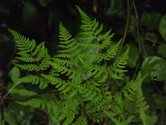 Phegopteridoideae