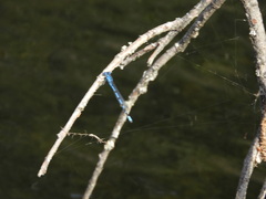 Enallagma risi
