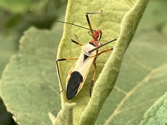Zelus grassans