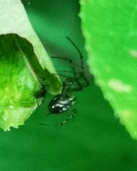 Mangora