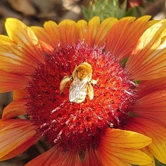 Apinae