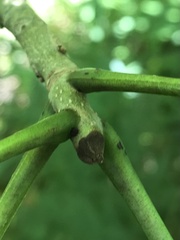 Fraxinus nigra image