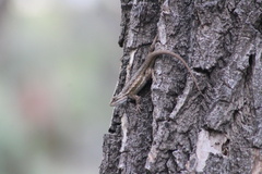 Sceloporus cowlesi