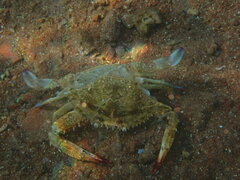 Callinectes sapidus