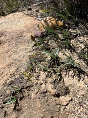 Ornithogalum maculatum