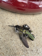 Archilochus colubris