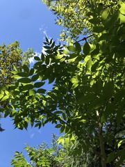 Fraxinus nigra image
