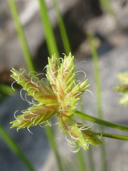 Cyperus dentatus