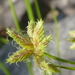 Toothed Sedge - Photo (c) Burkhard, some rights reserved (CC BY-NC-SA), uploaded by Burkhard