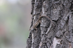 Sceloporus cowlesi