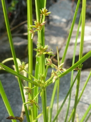 Cyperus dentatus