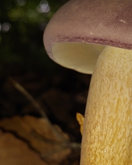 Tylopilus rubrobrunneus