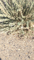 Trichostema lanceolatum