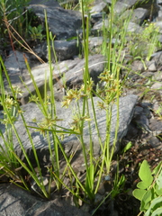 Cyperus dentatus